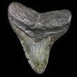 Bargain, Megalodon Tooth - North Carolina #80820-1
